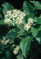 Clematis vitalba