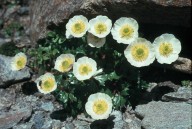 Ranunculus glacialis