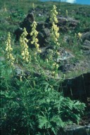 Aconitum vulparia