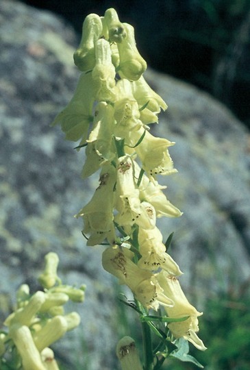 Aconitum vulparia