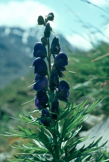 Aconitum napellus