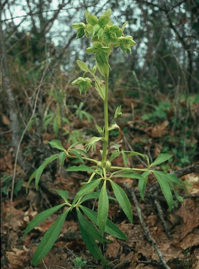 Helleborus sp.