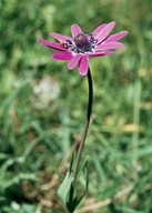 Anemone hortensis stellata
