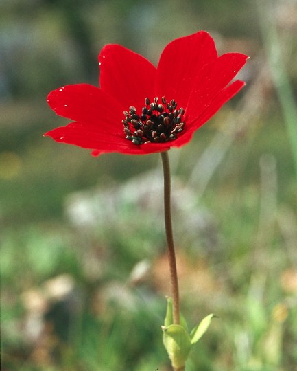 Anemone pavonina