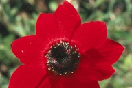 Anemone pavonina