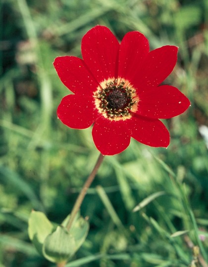 Anemone pavonina