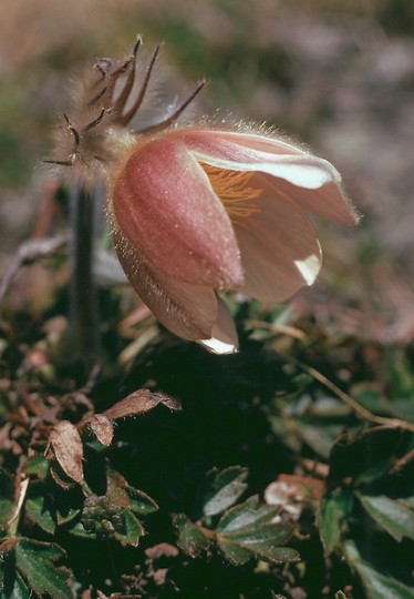 Anemone vernalis