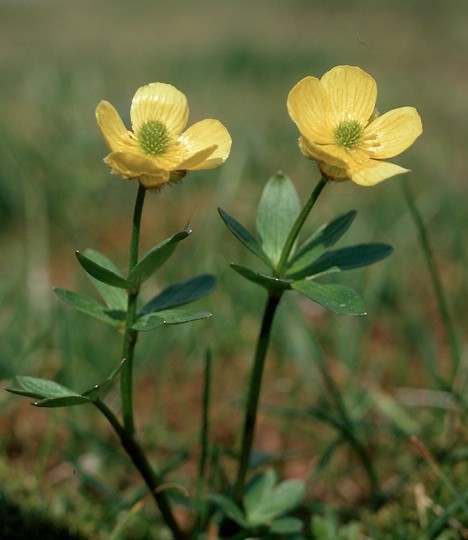 Ranunculus nivalis