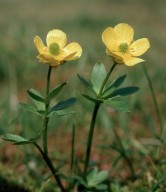 Ranunculus nivalis