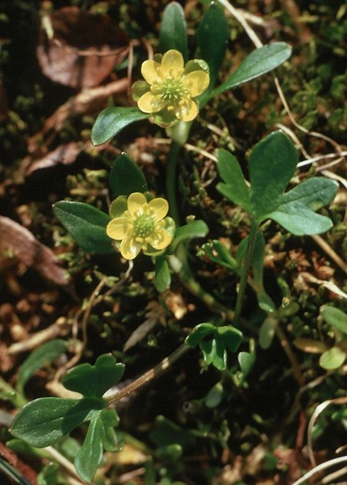 Ranunculus pygmaeus