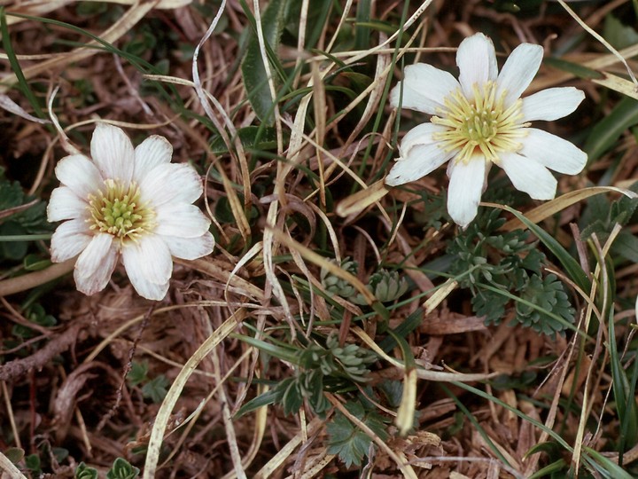 Anemone baldensis