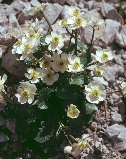 Ranunculus alpestris