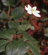 Anemone trifolia