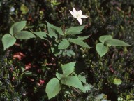 Anemone trifolia