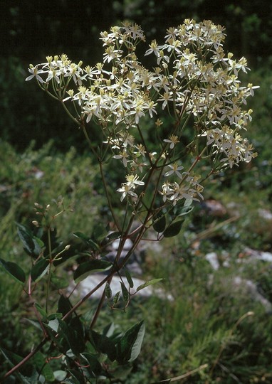 Clematis recta