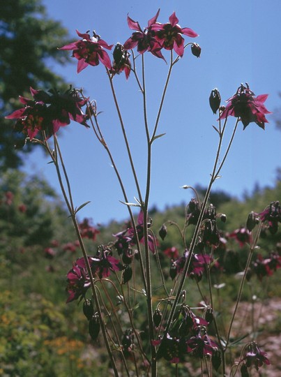 Aquilegia atrata