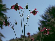 Aquilegia atrata