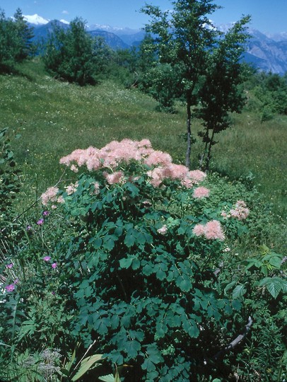 Thalictrum aquilegiifolium