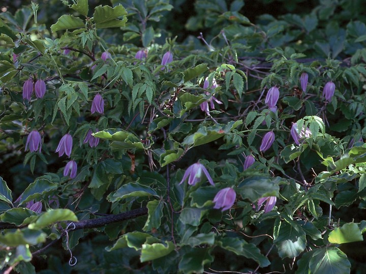 Clematis alpina