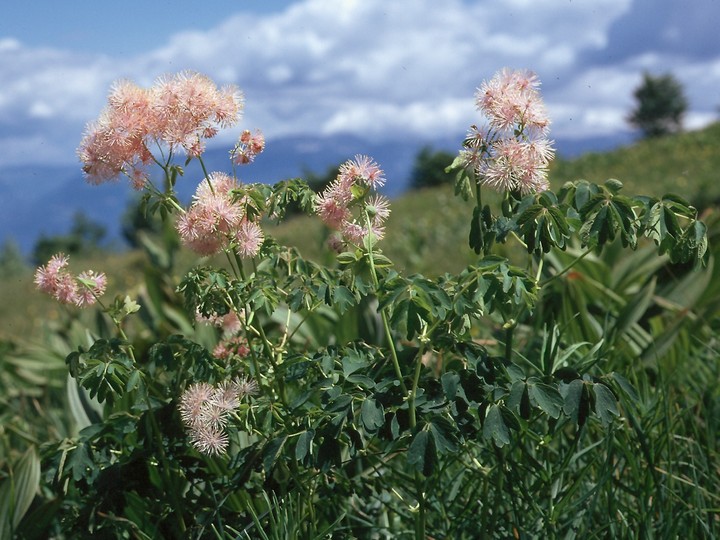 Thalictrum aquilegiifolium