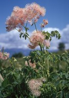 Thalictrum aquilegiifolium