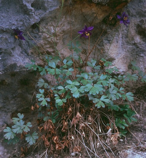 Aquilegia thalictrifolium