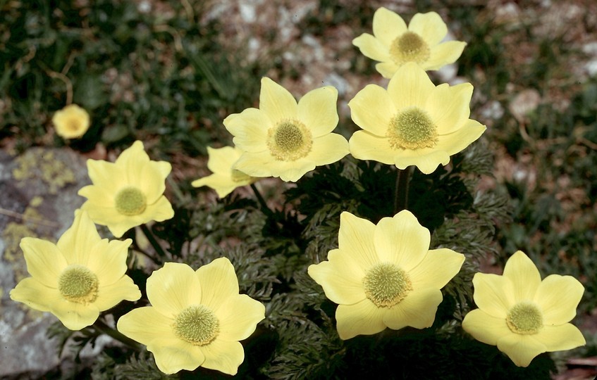 Pulsatilla alpina ssp. apiifolia