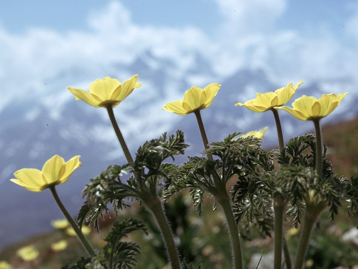 Pulsatilla alpina ssp. apiifolia