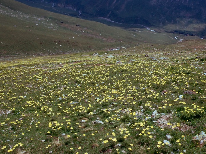 Pulsatilla alpina ssp. apiifolia