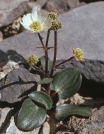 Ranunculus parnassifolius