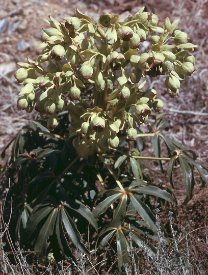 Helleborus foetidus