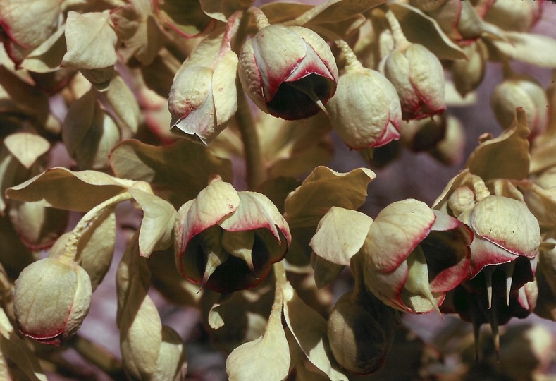 Helleborus foetidus