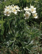 Anemone narcissiflora