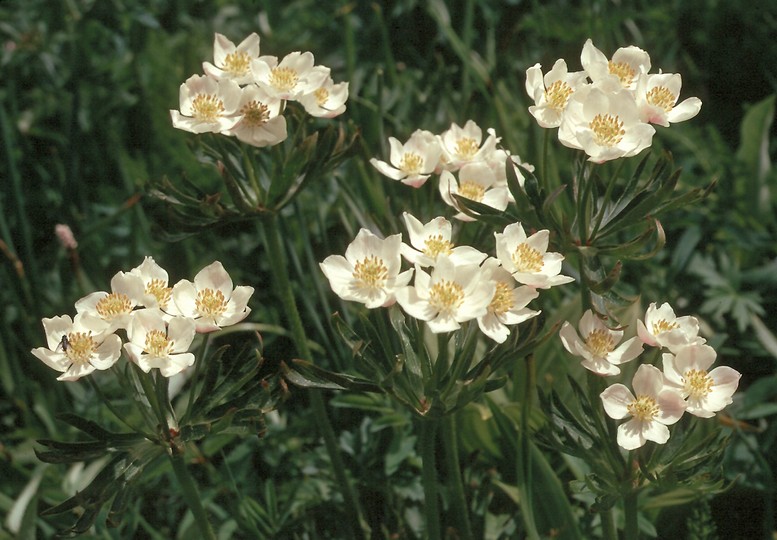 Anemone narcissiflora