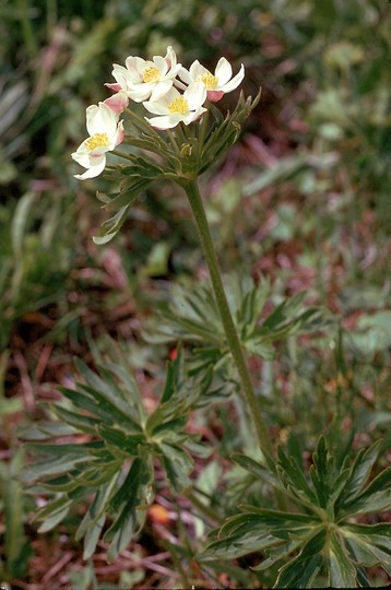 Anemone narcissiflora