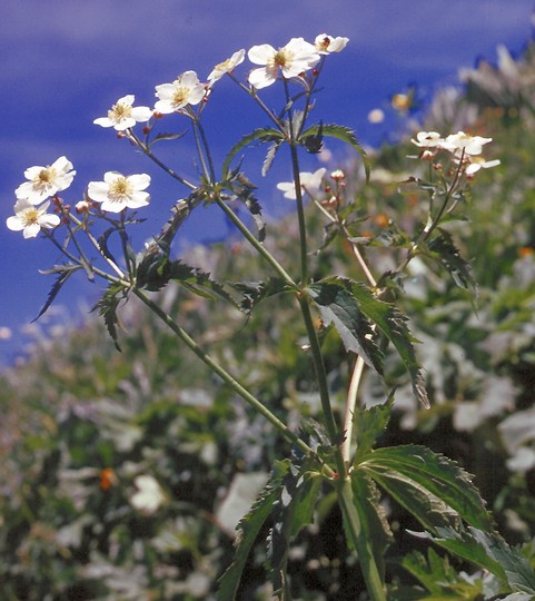 Ranunculus aconitifolius