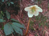 Helleborus niger