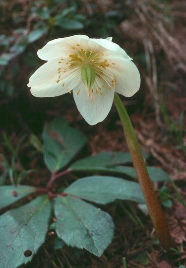 Helleborus niger