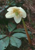 Helleborus niger