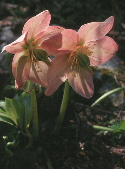 Helleborus niger