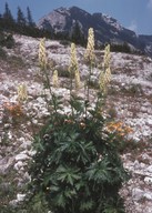 Aconitum vulparia