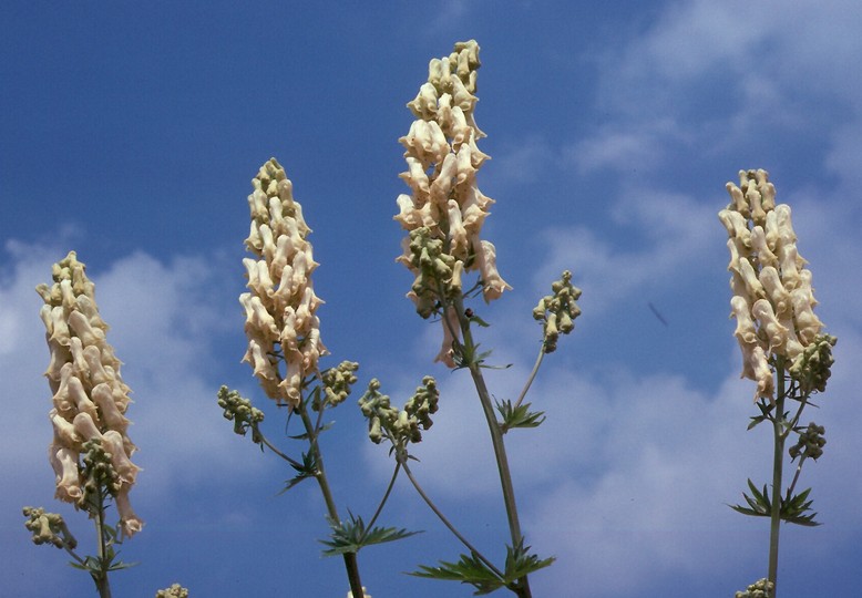 Aconitum vulparia