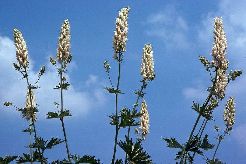 Aconitum vulparia