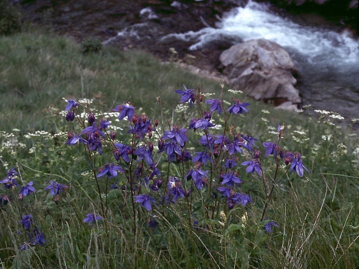 Aquilegia alpina