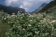 Ranunculus aconitifolius