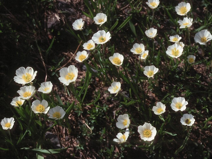 Ranunculus pyrenaeus