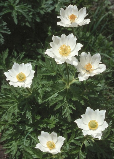 Pulsatilla alpina