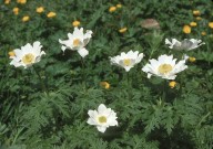 Pulsatilla alpina