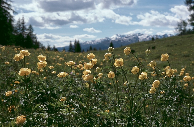 Trollius europaeus