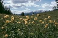 Trollius europaeus